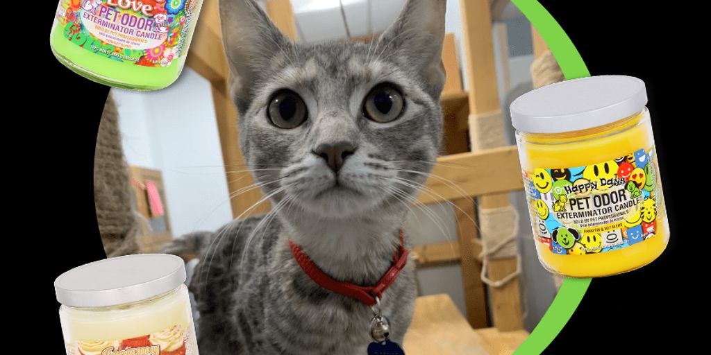 cat boarding facility