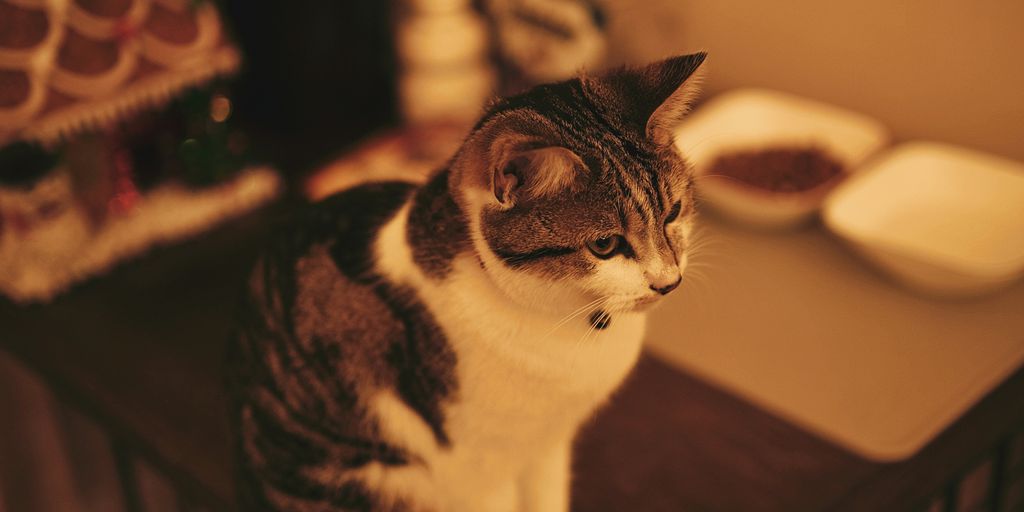 a cat sitting on top of a table next to a bowl of food