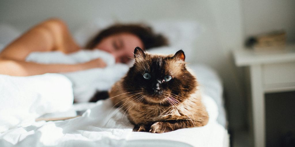 brown cat across person lying on bed