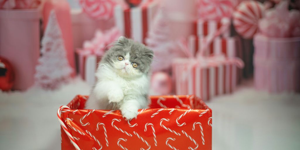 a small kitten sitting in a red gift box
