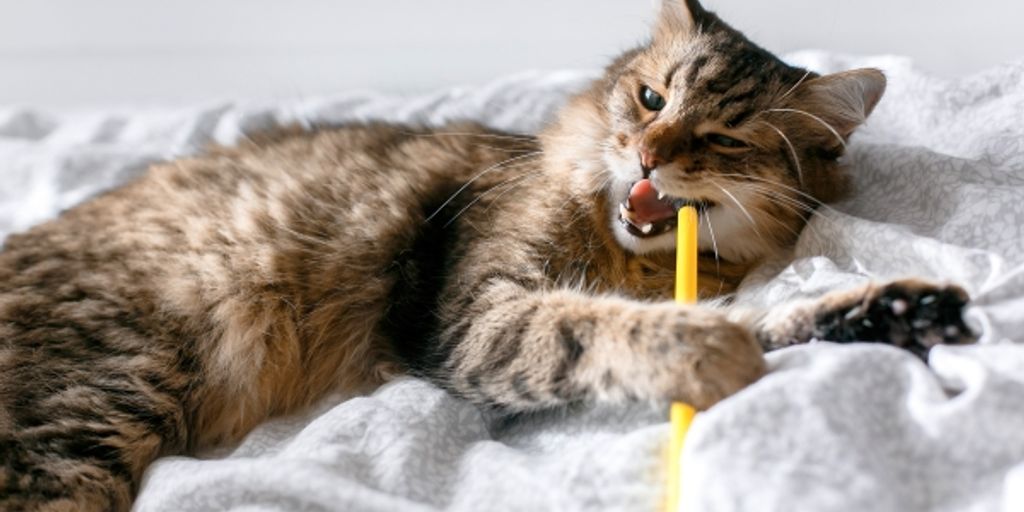 cat boarding facility