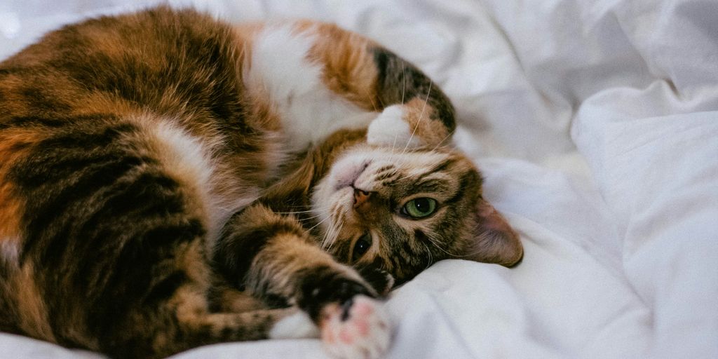 calico cat lying on white comforter