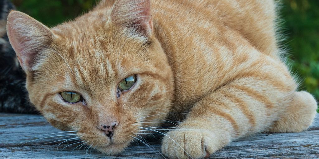 a close up of a cat laying on a wooden surface