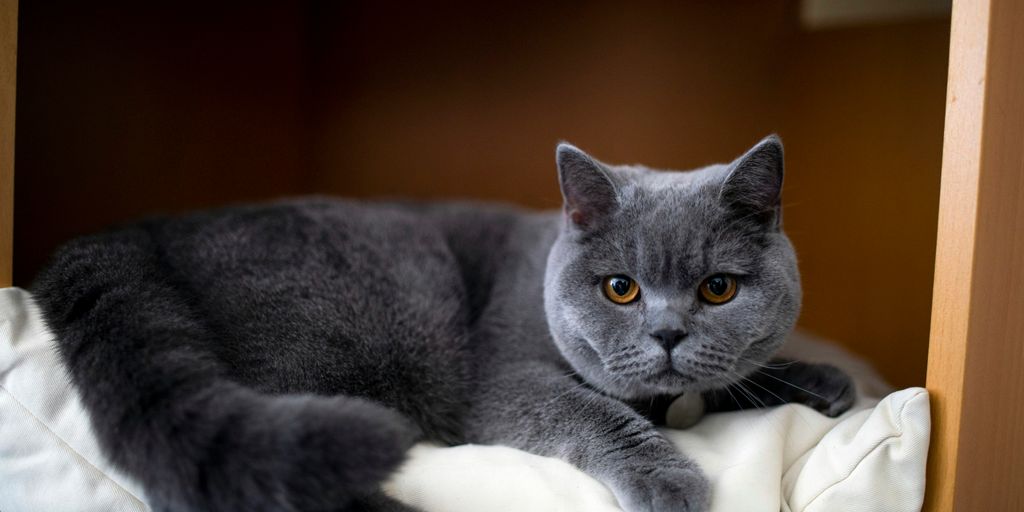 russian blue cat lying on white textile