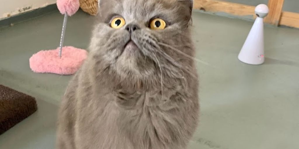 cat boarding facility