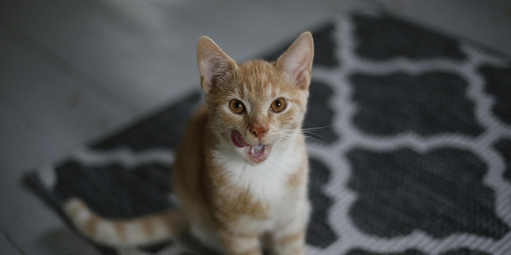 an orange and white cat sitting on top of a rug