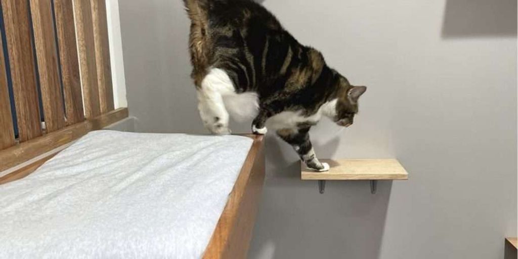 cat boarding facility