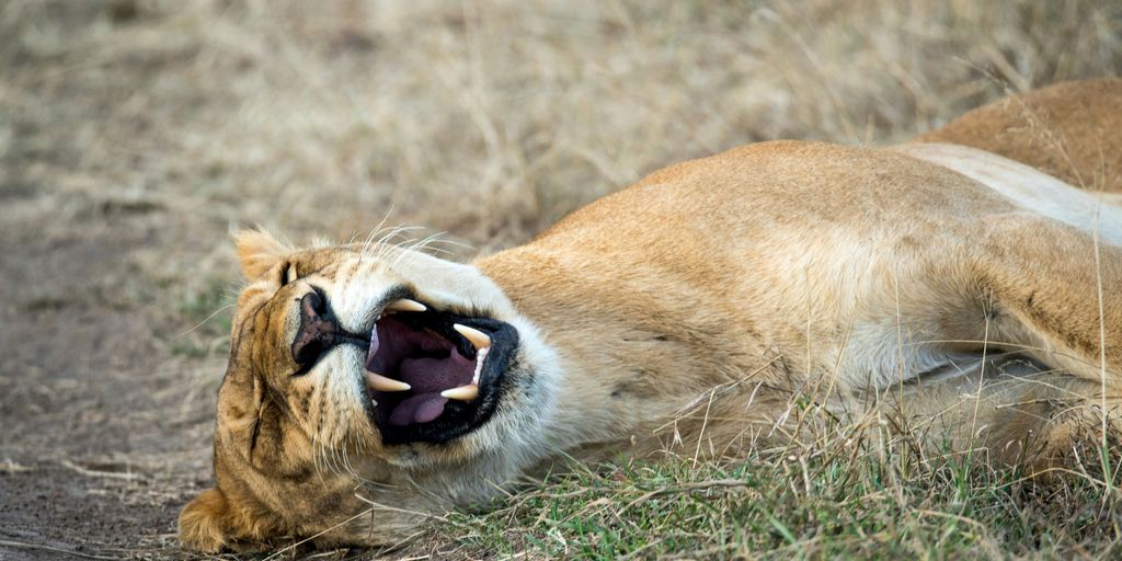 brown animal lying on grass