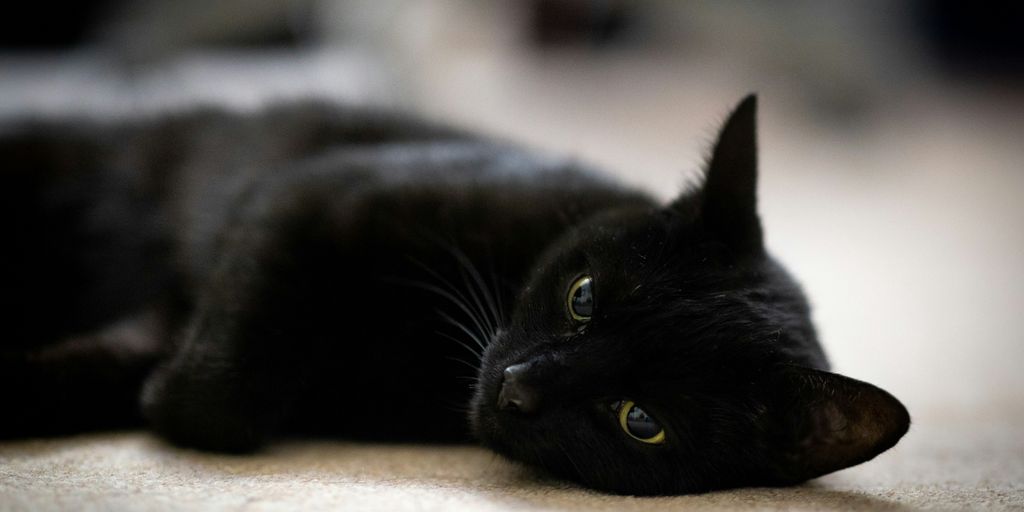 a black cat laying down on the floor