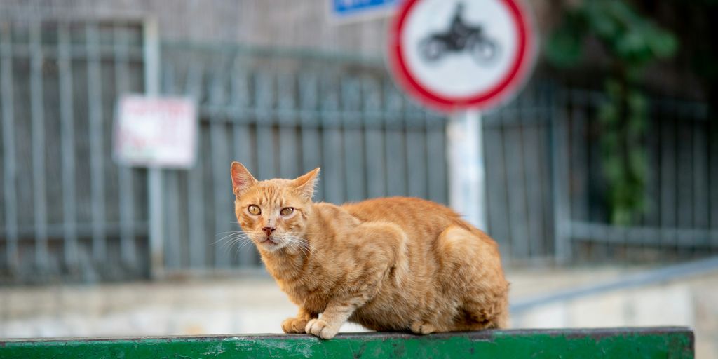 orange tabby cat on green wooden table