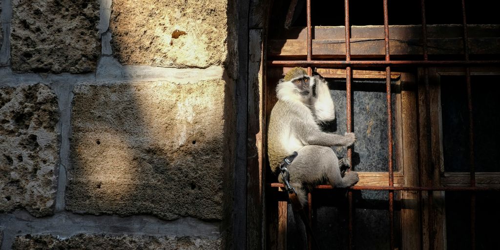 gray monkey on wall during daytime