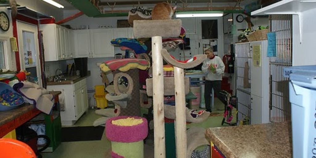 cat boarding facility