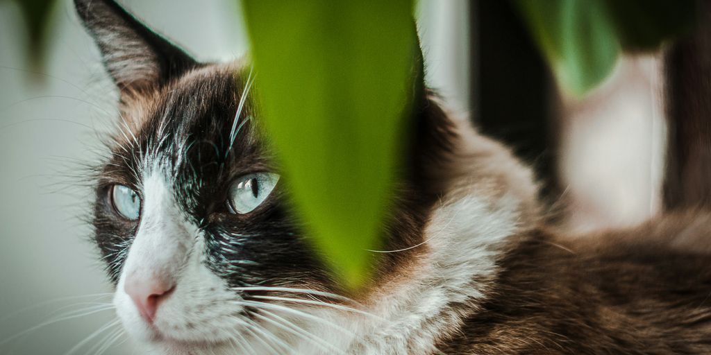 a close up of a cat near a plant