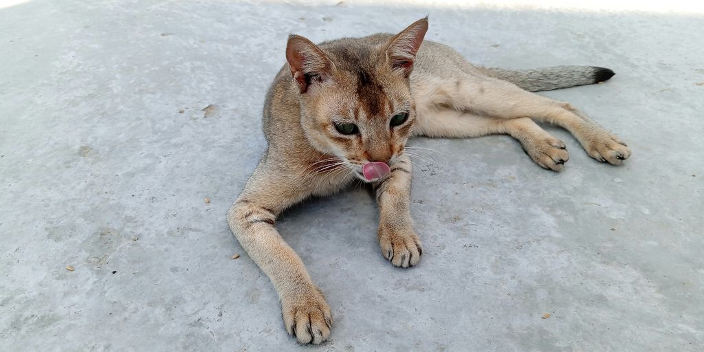 a cat laying on the ground with its tongue out