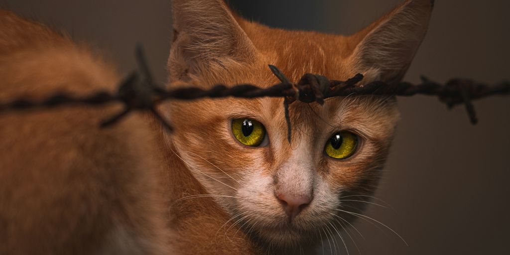 a cat with yellow eyes behind a barbed wire fence