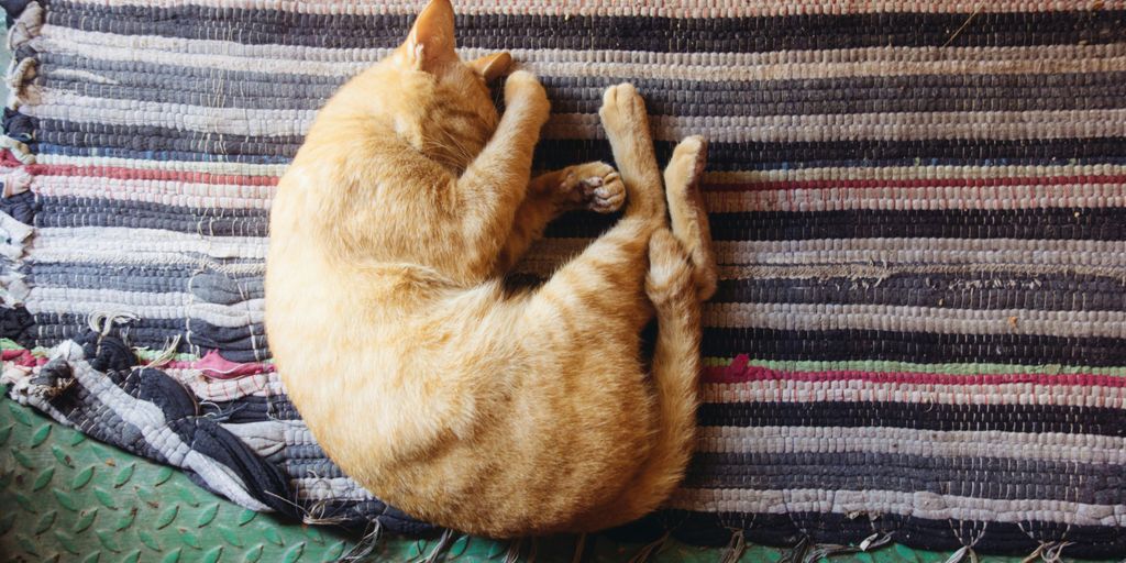 orange tabby cat leaning on multicolored striped mat