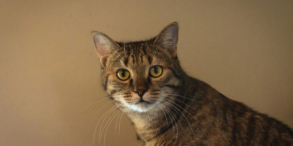 a cat sitting on top of a table next to a wall