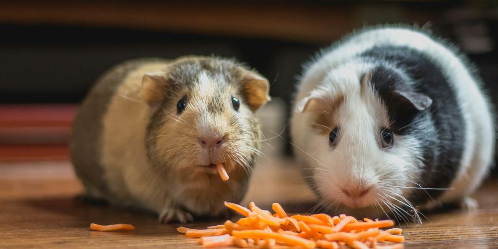 two guinea pigs eating carrot