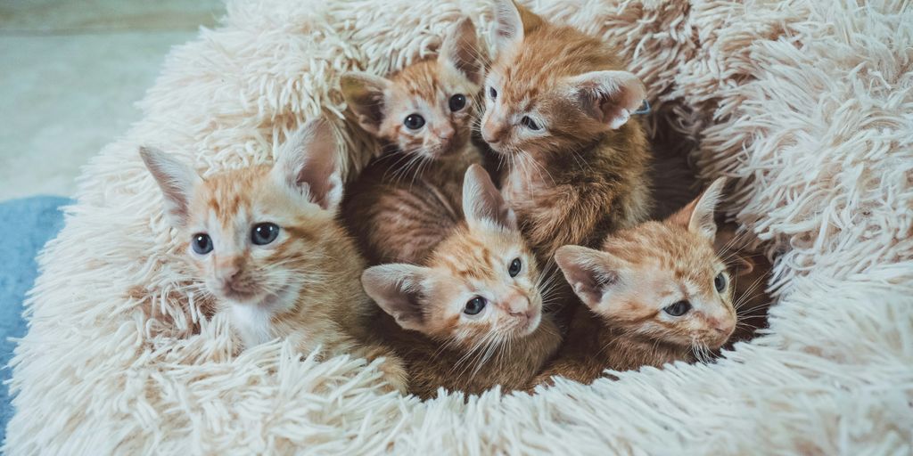 orange tabby kitten on white fur textile