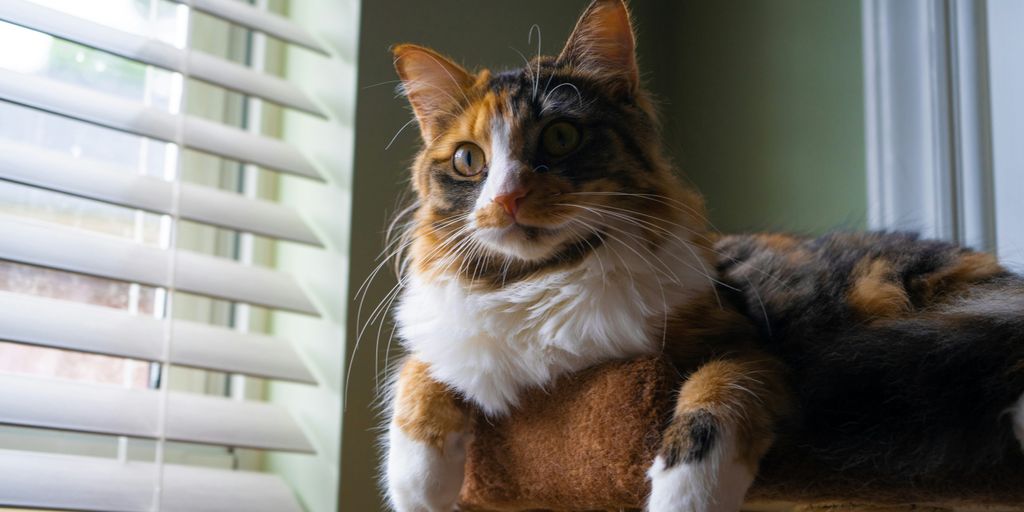 a cat lying on a window sill