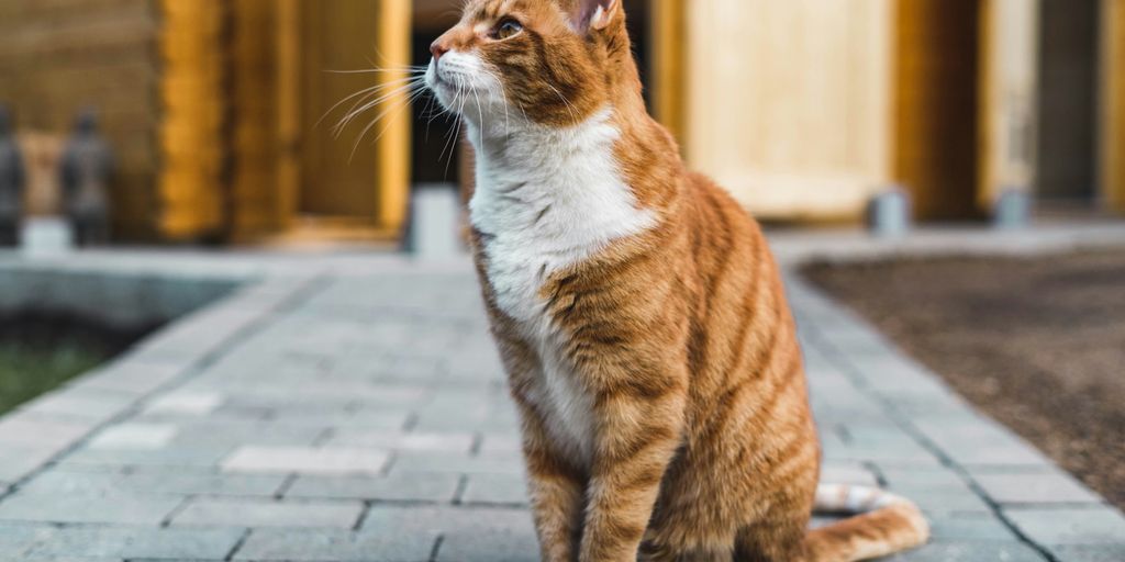 orange and white cat on gray brick floor