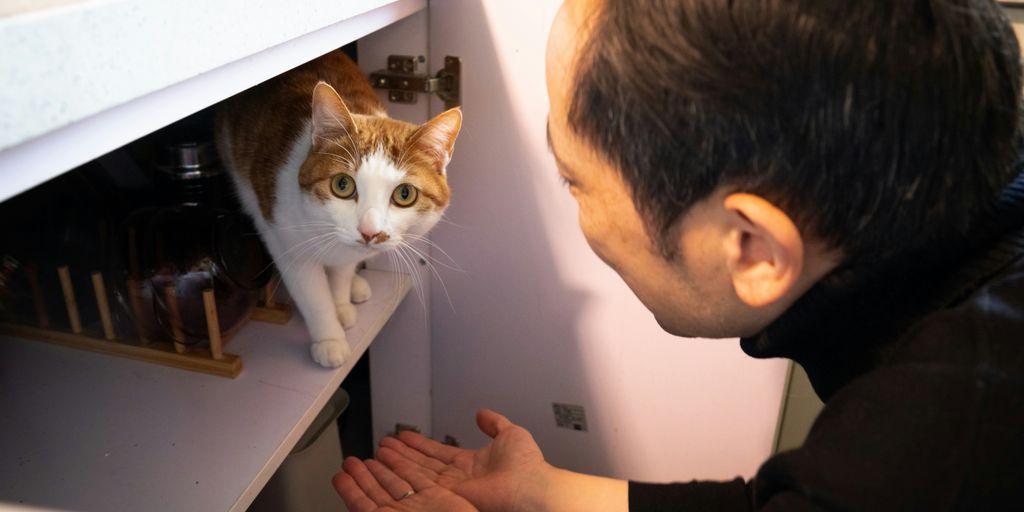 a man looking at a cat in a cabinet