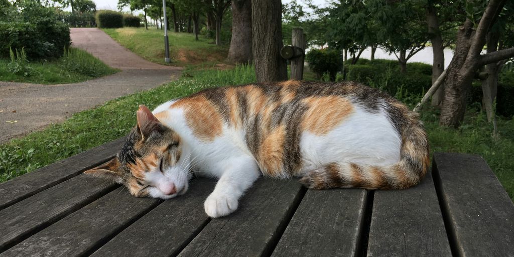 orange and white cat lying on wooden floor
