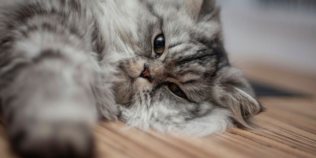 a grey cat laying on a wooden floor