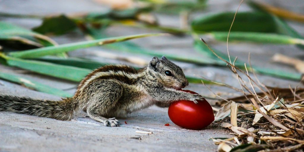 brown squirrel on brown wooden surface during daytime