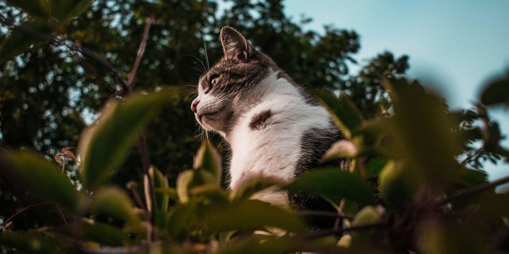 shallow focus photo of cat on grass