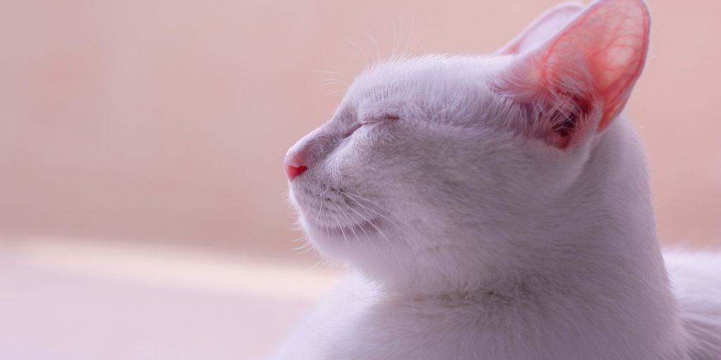 shallow focus photography of white cat