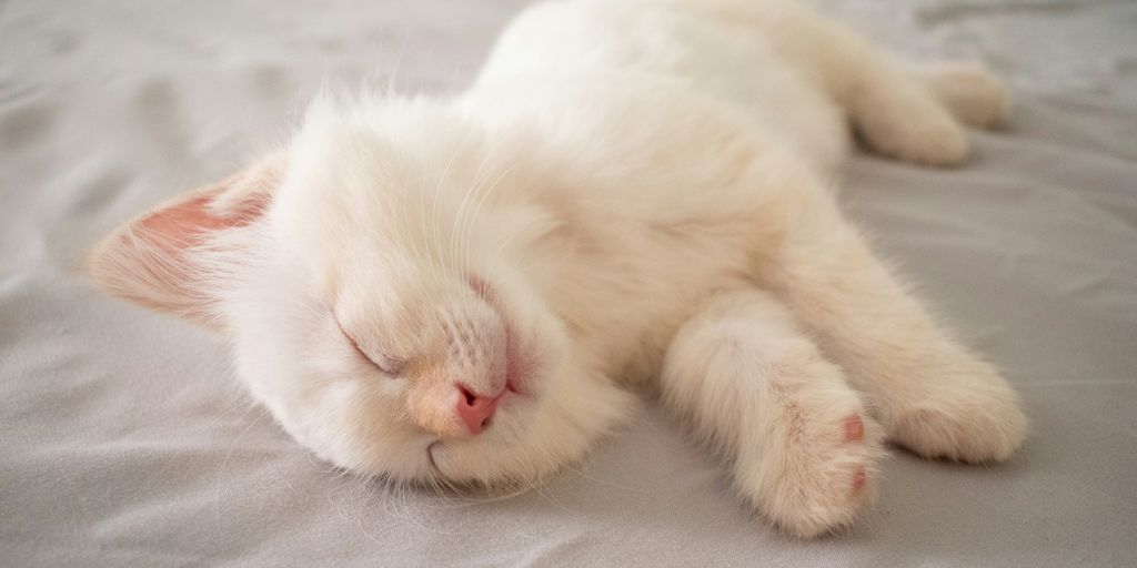 short-furred white kitten lying on bed