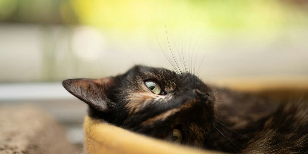 A black and brown cat laying in a bowl