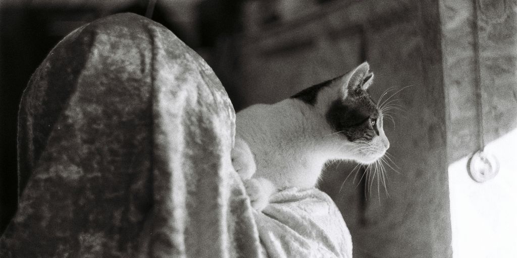 a black and white photo of a cat sitting on a blanket