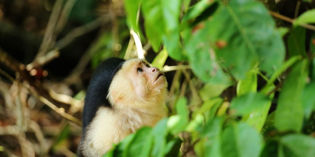 brown and black monkey on green leaves during daytime