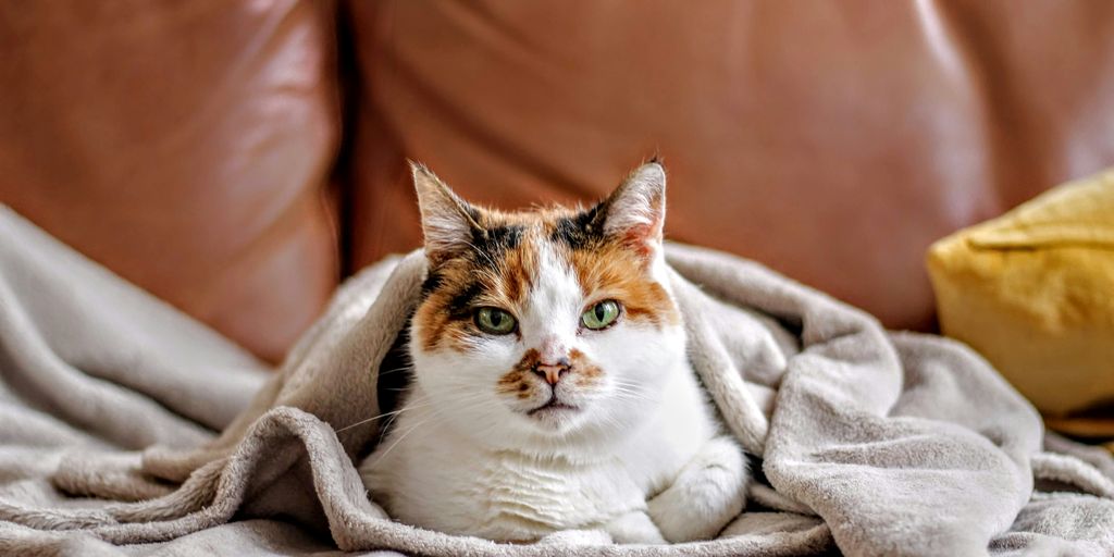 pet cat covered in blanket