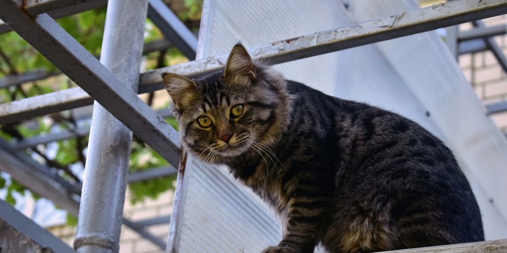 a cat sitting on top of a stone wall