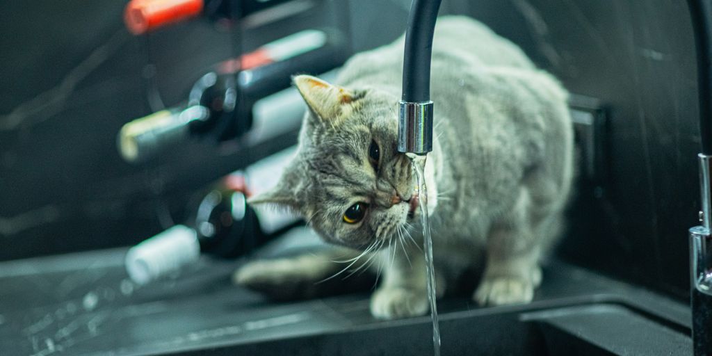 a cat drinking water from a kitchen sink