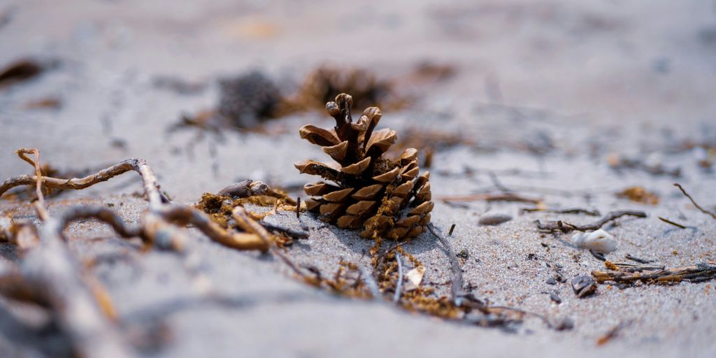 a pine cone sitting on top of a sandy beach