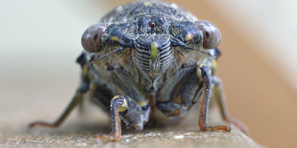 black and brown insect