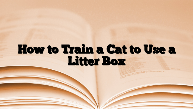 How to Train a Cat to Use a Litter Box