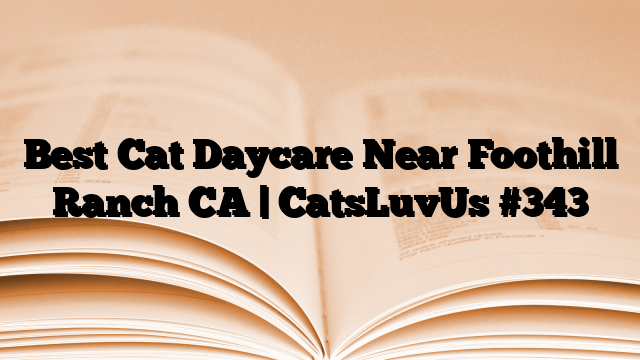 Best Cat Daycare Near Foothill Ranch CA | CatsLuvUs