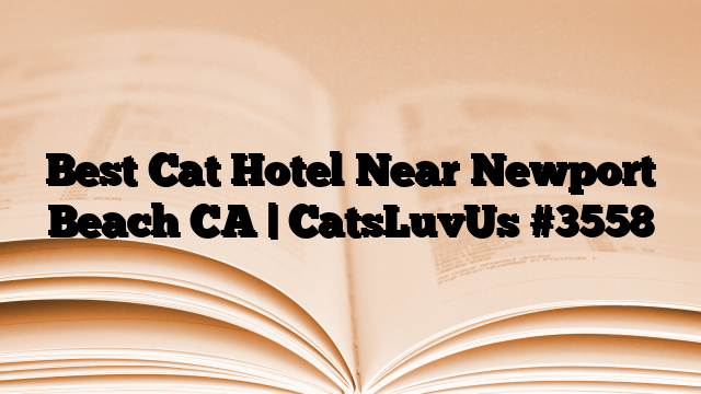 Best Cat Hotel Near Newport Beach CA | CatsLuvUs