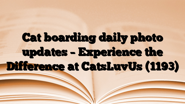 Cat boarding daily photo updates – Experience the Difference at CatsLuvUs
