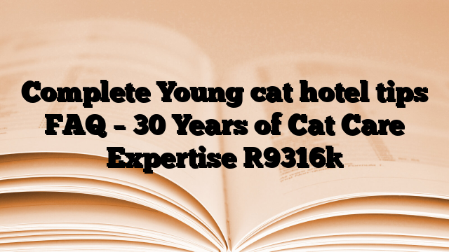 Complete Young cat hotel tips FAQ – 30 Years of Cat Care Expertise