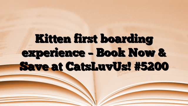 Kitten first boarding experience – Book Now & Save at CatsLuvUs!