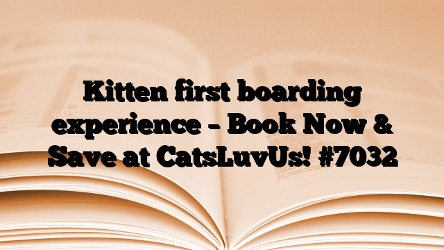 Kitten first boarding experience – Book Now & Save at CatsLuvUs!