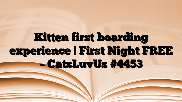Kitten first boarding experience | First Night FREE – CatsLuvUs