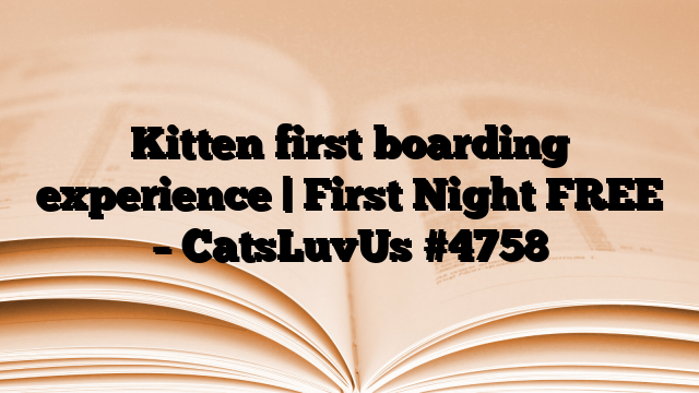 Kitten first boarding experience | First Night FREE – CatsLuvUs