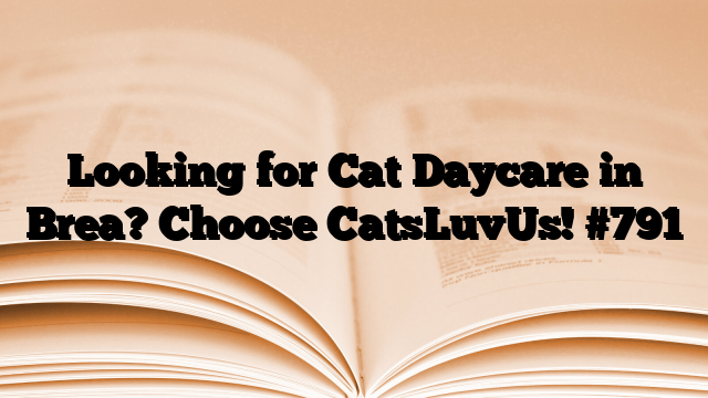 Looking for Cat Daycare in Brea? Choose CatsLuvUs!